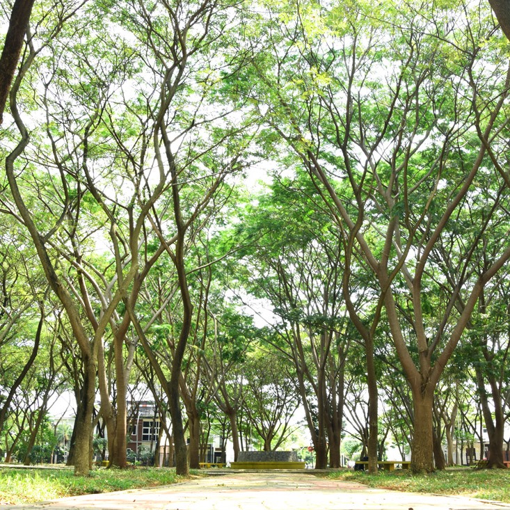 Hutan Kota